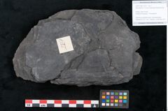 Foto (Objekt + Etikett) von Artocarpidium novae zeelandiae Ettingshausen (NHMW-GEO-2024-0188-10224)